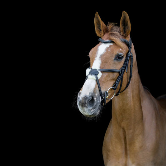Cameo Anatomic Grackle Bridle with SureGrip reins