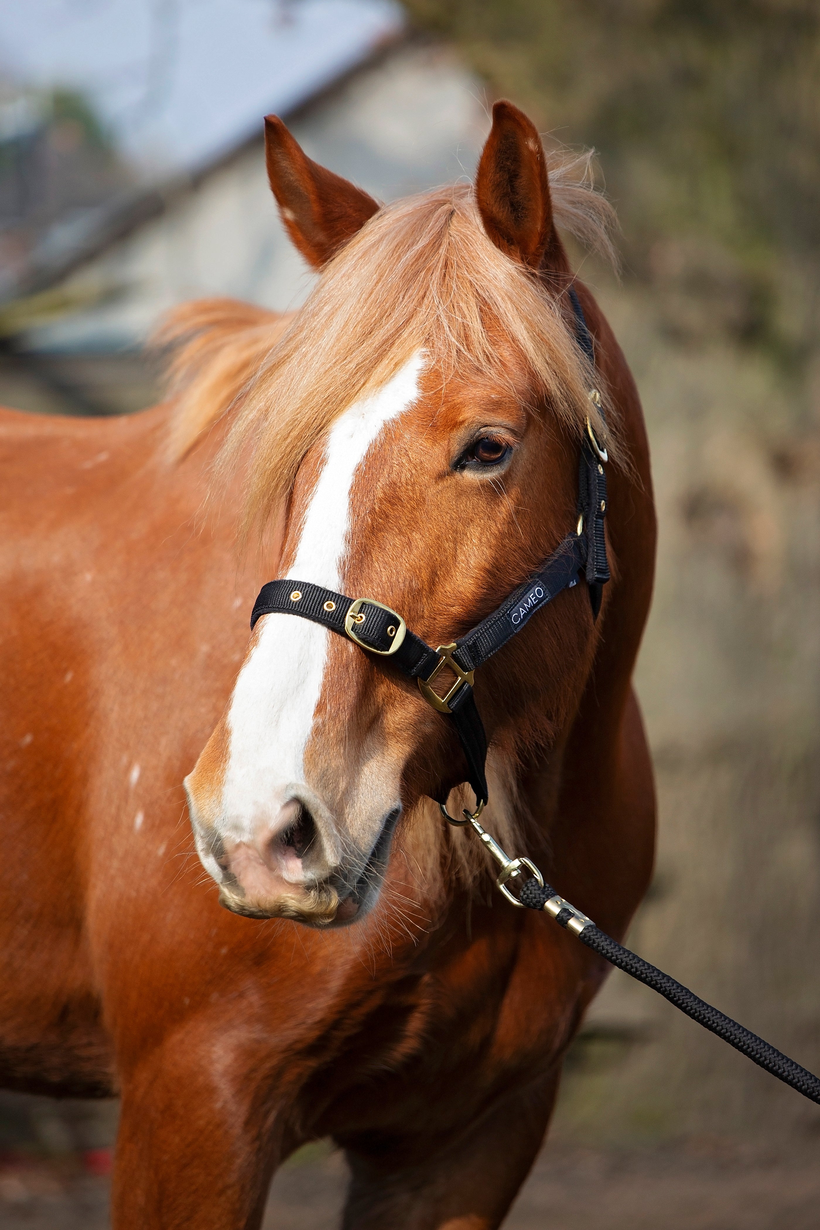 Cameo Equine Padded Headcollar Cameo Equine Padded Headcollar