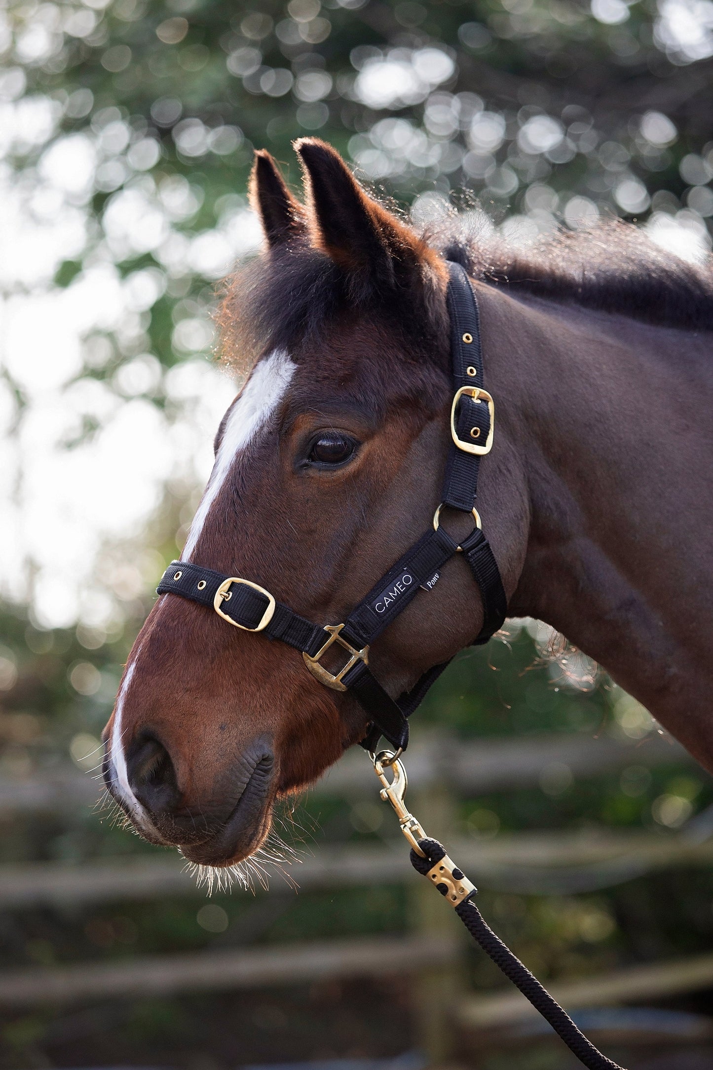 Cameo Equine Padded Headcollar