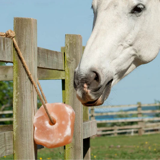 Hilton Herbs Himalayan Salt Licks