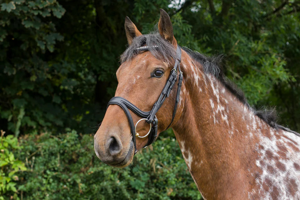 EcoRider Ecosoft Acclaim Bridle