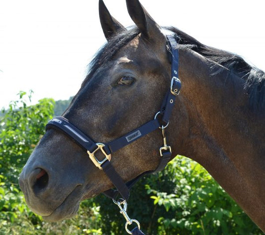 Eskadron Focus Headcollar and Leadrope Set