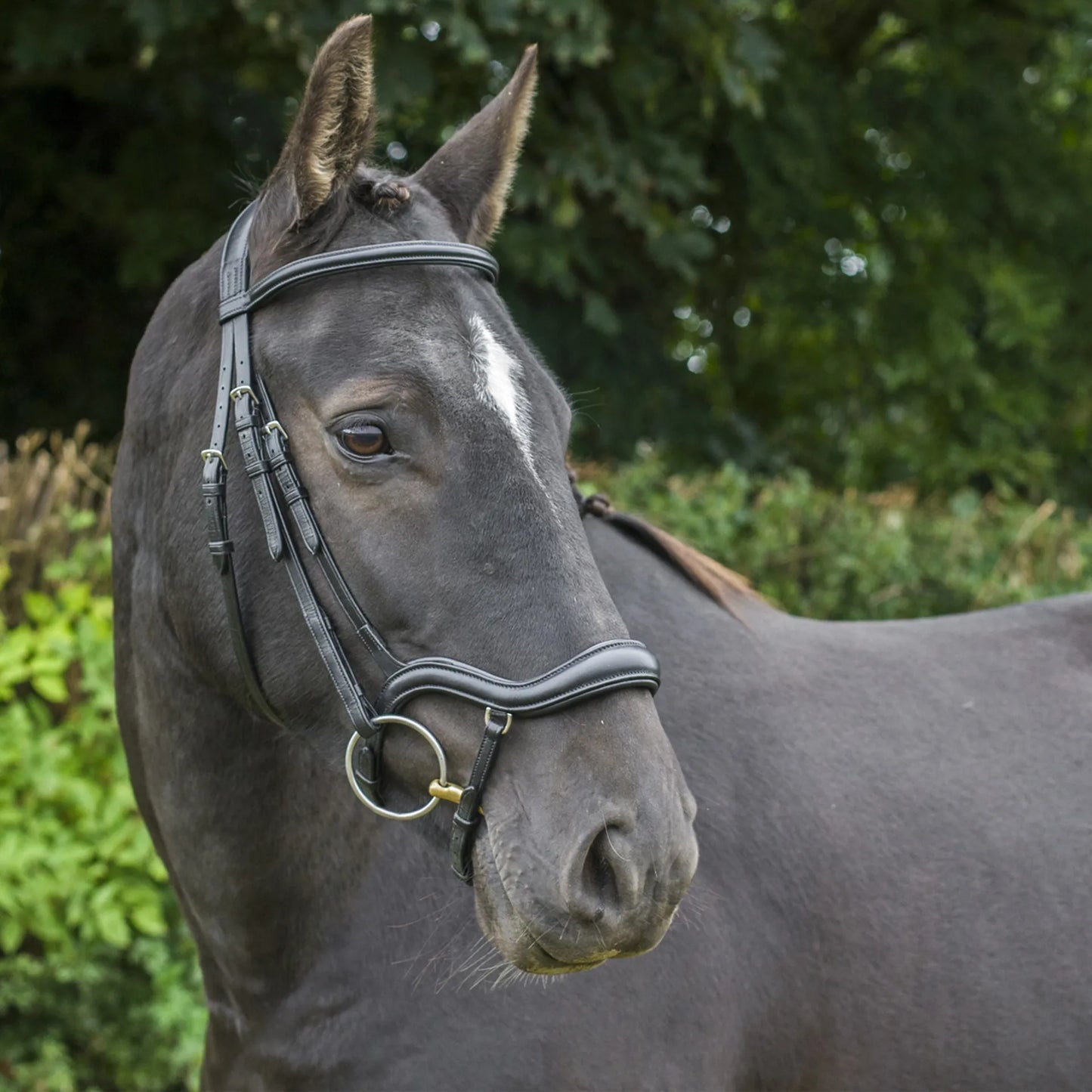 EcoRider Ecosoft Finesse Bridle