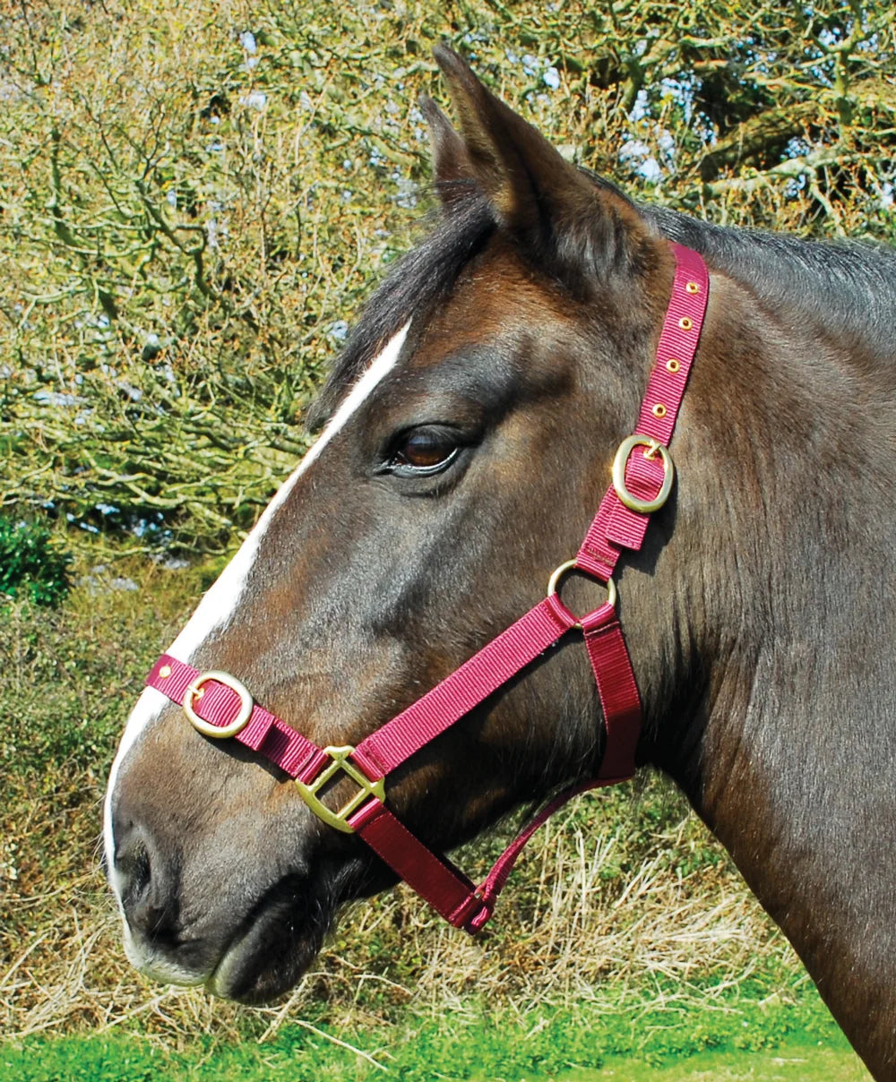 Rhinegold Nylon Headcollar