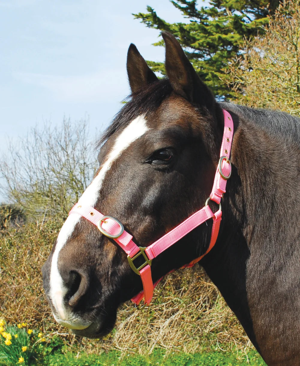 Rhinegold Nylon Headcollar