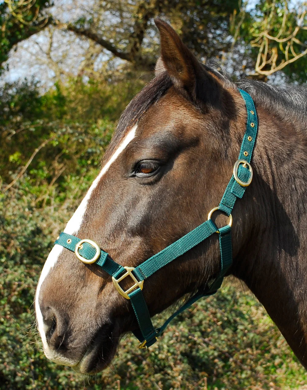 Rhinegold Nylon Headcollar