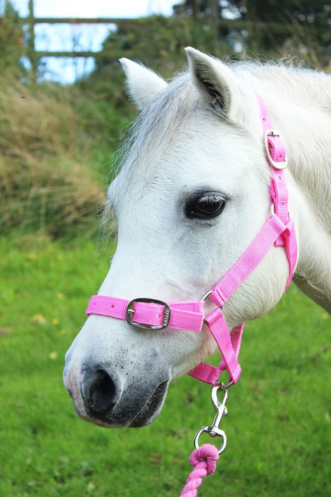 Gallop Headcollar & Leadrope Set