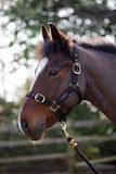 Cameo Equine Padded Headcollar