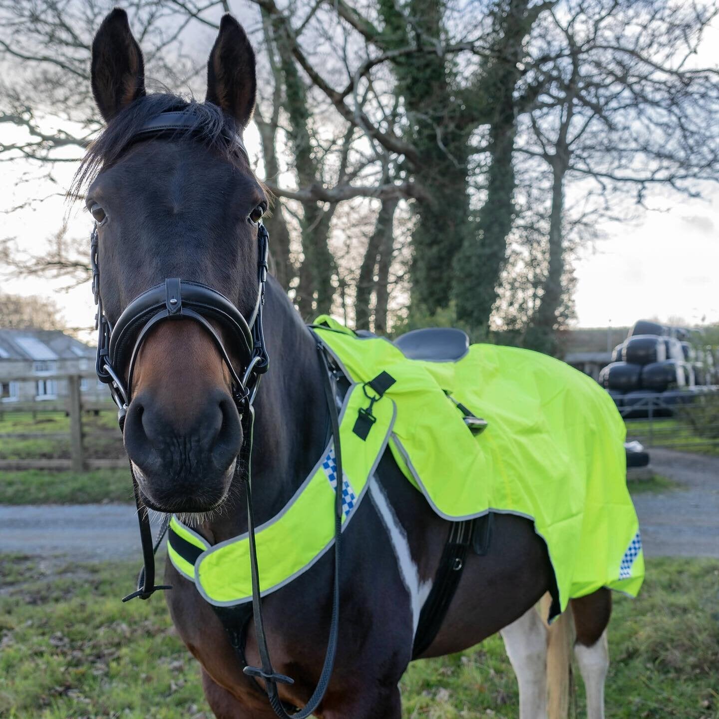 Cameo Equine Hi Viz Wrap Around Exercise Sheet