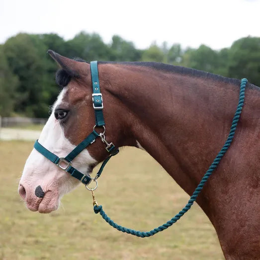 Gallop Premium Padded Headcollar with Matching Leadrope
