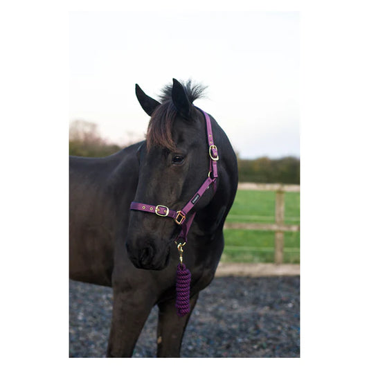 Cameo Supreme Headcollar with matching Rope