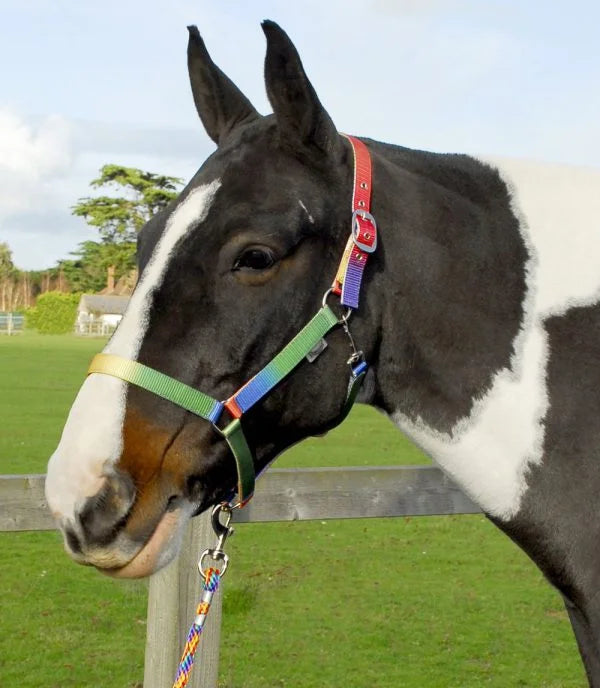 Rhinegold Rainbow Headcollar and Leadrope Set