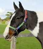 Rhinegold Rainbow Headcollar and Leadrope Set